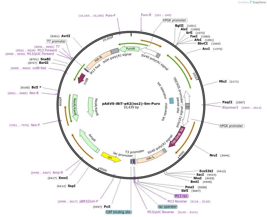 245348-plasmid-map-sequence-id-491539