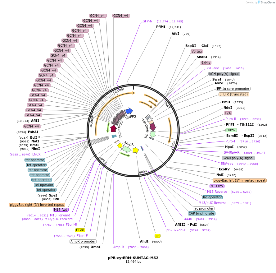 247298-plasmid-map-sequence-id-491540