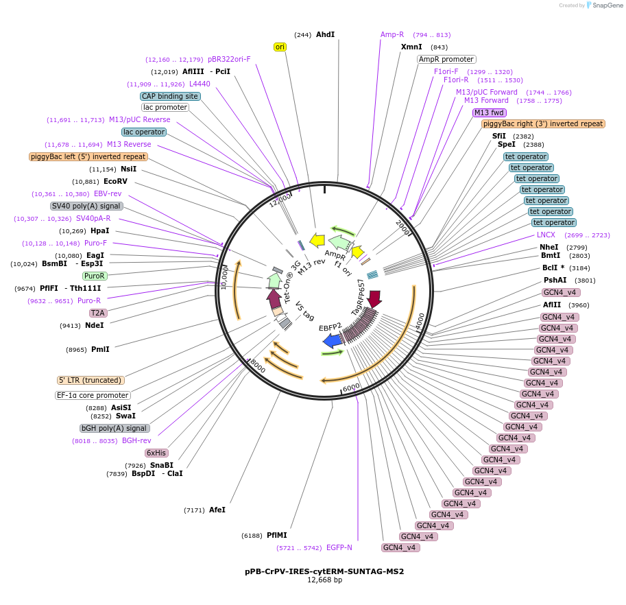 247299-plasmid-map-sequence-id-491542