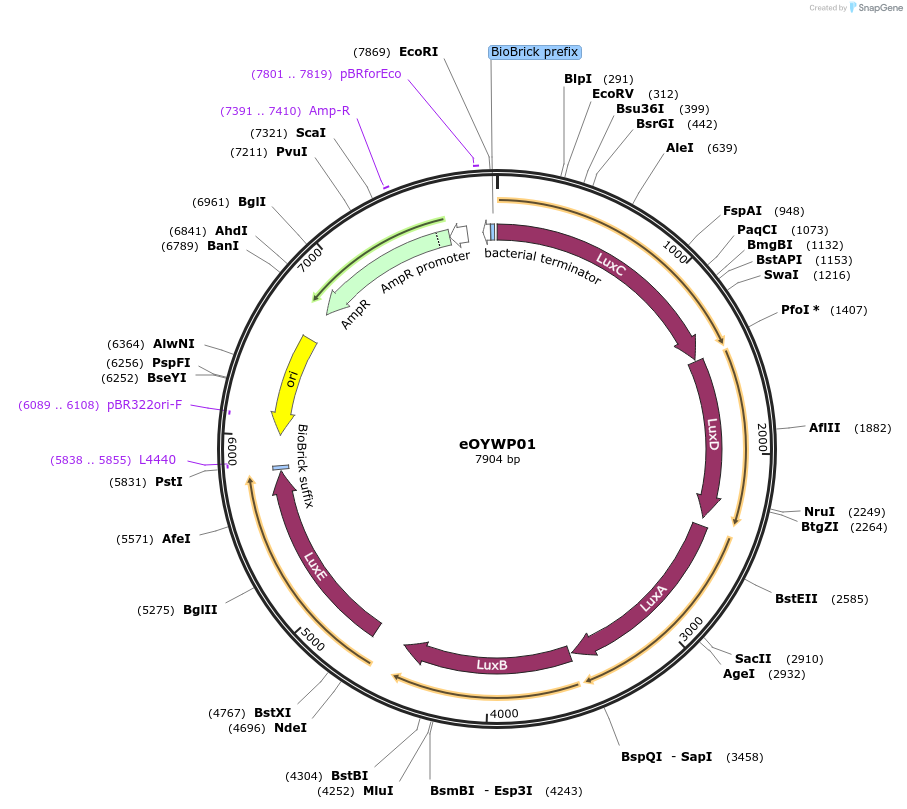 238380-plasmid-map-sequence-id-491543