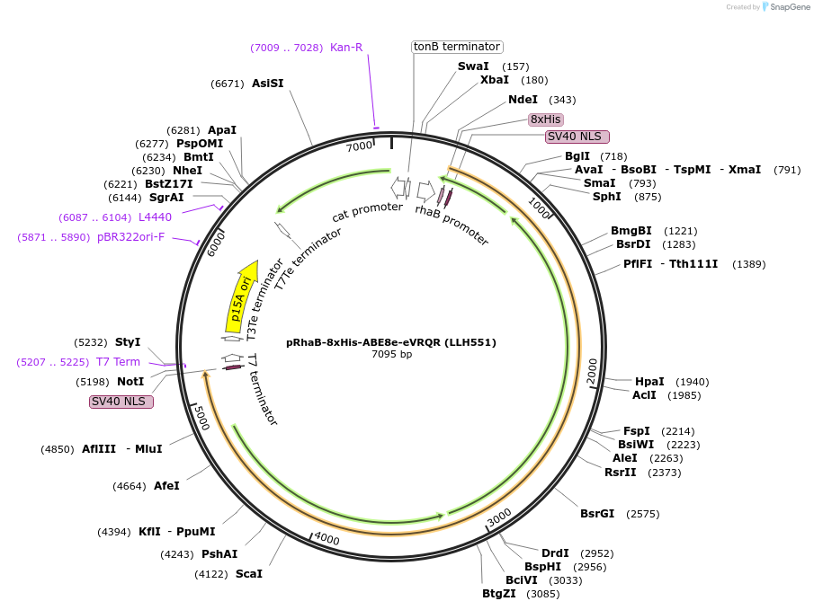 242658-plasmid-map-sequence-id-491546