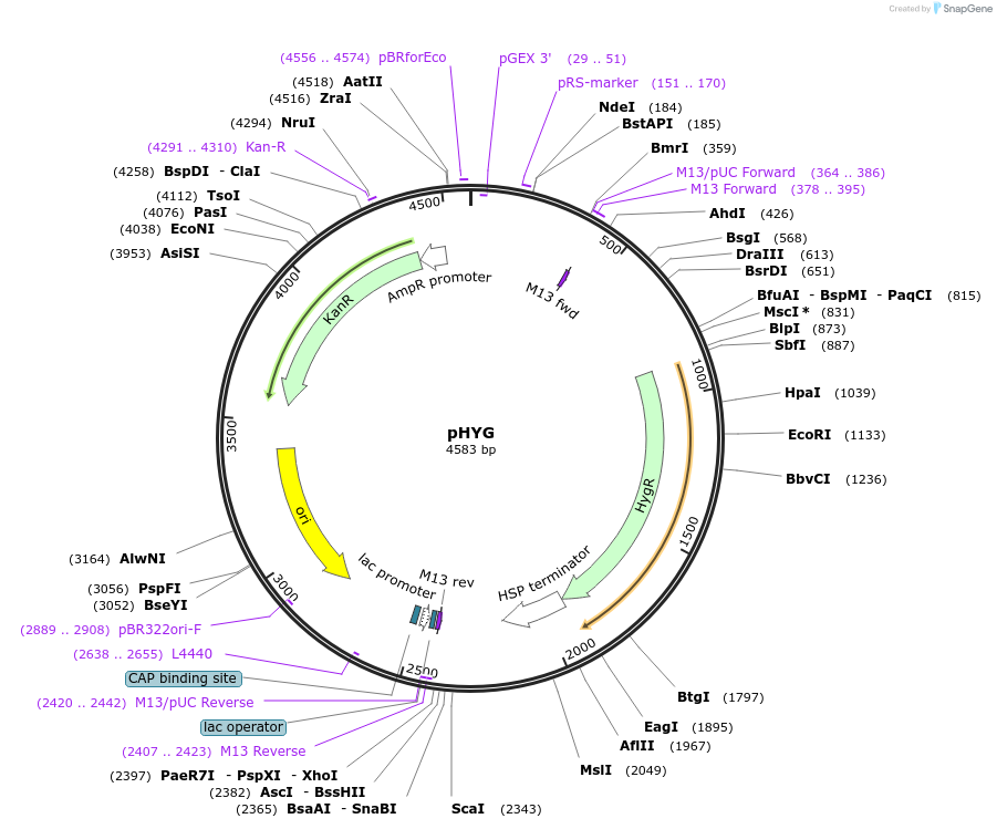 243678-plasmid-map-sequence-id-491547