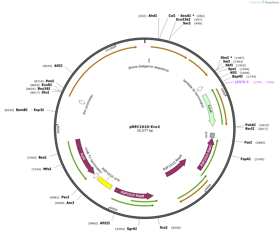 240681-plasmid-map-sequence-id-491548