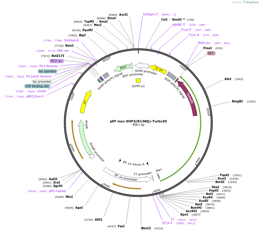 245246-plasmid-map-sequence-id-491552
