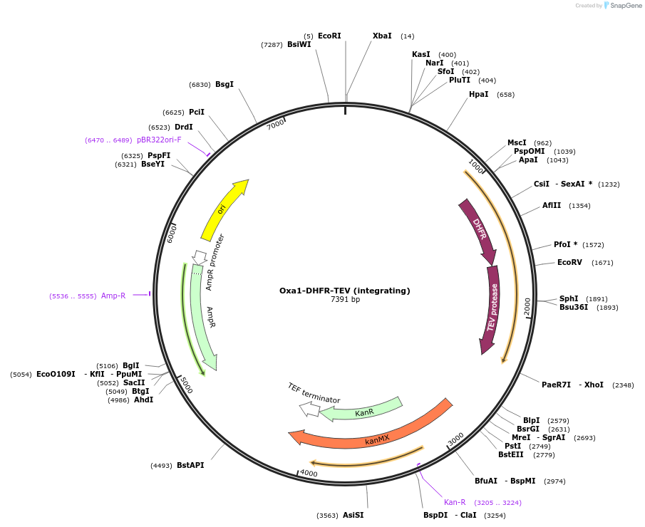 247220-plasmid-map-sequence-id-491557