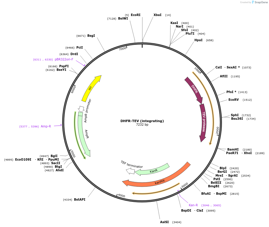 247218-plasmid-map-sequence-id-491564