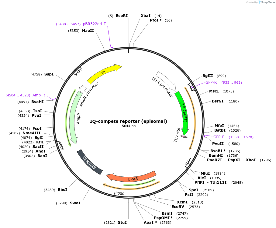 247217-plasmid-map-sequence-id-491565