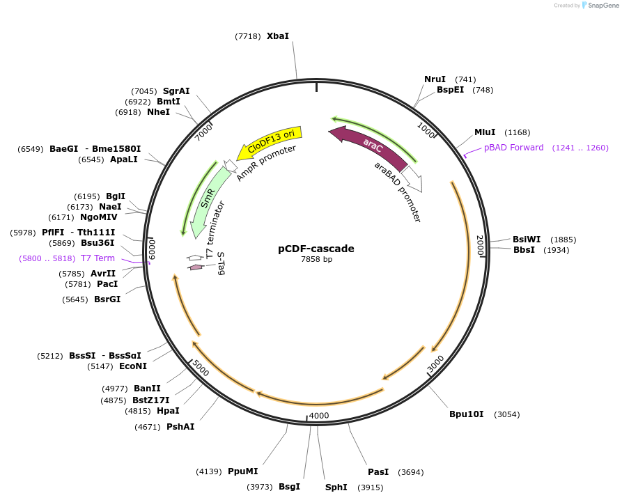 247069-plasmid-map-sequence-id-491665