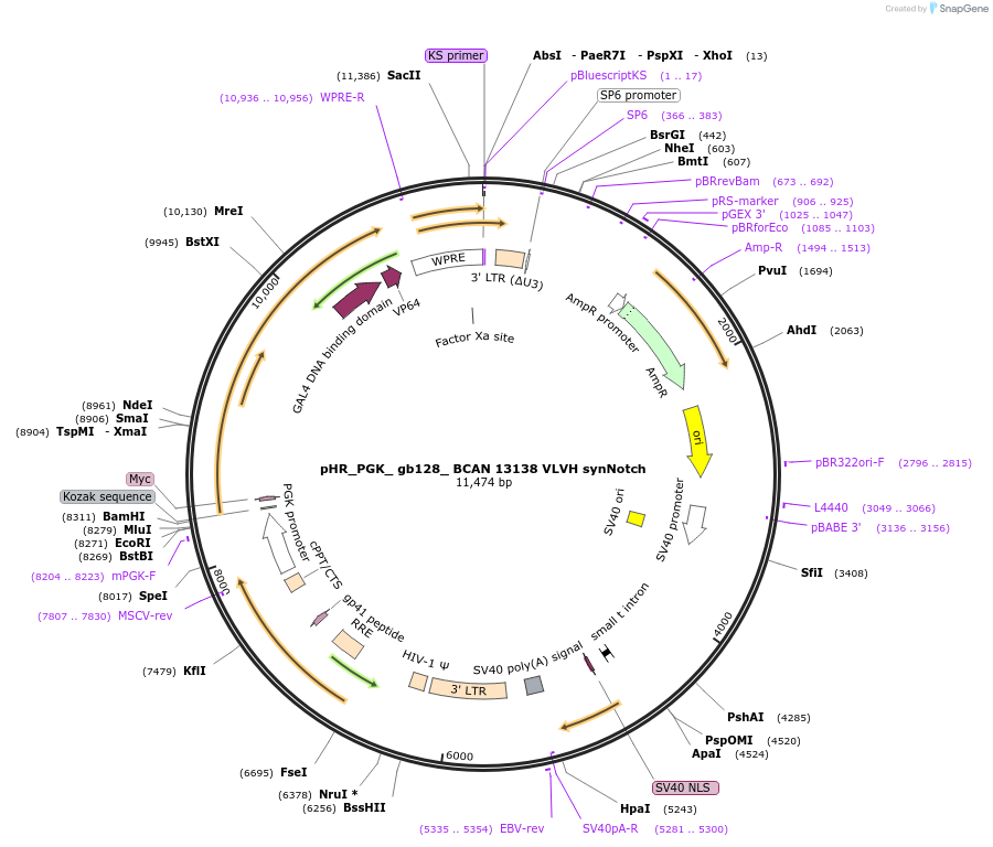 247573-plasmid-map-sequence-id-491666