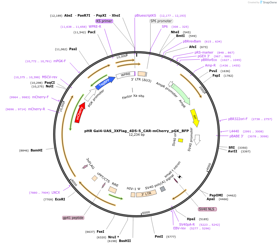 247572-plasmid-map-sequence-id-491667