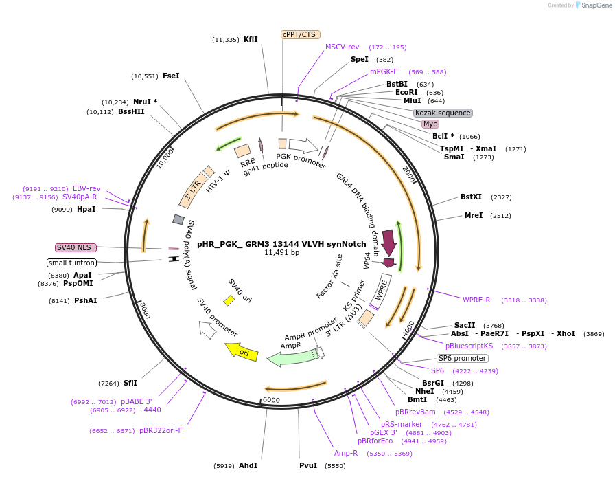 247571-plasmid-map-sequence-id-491671