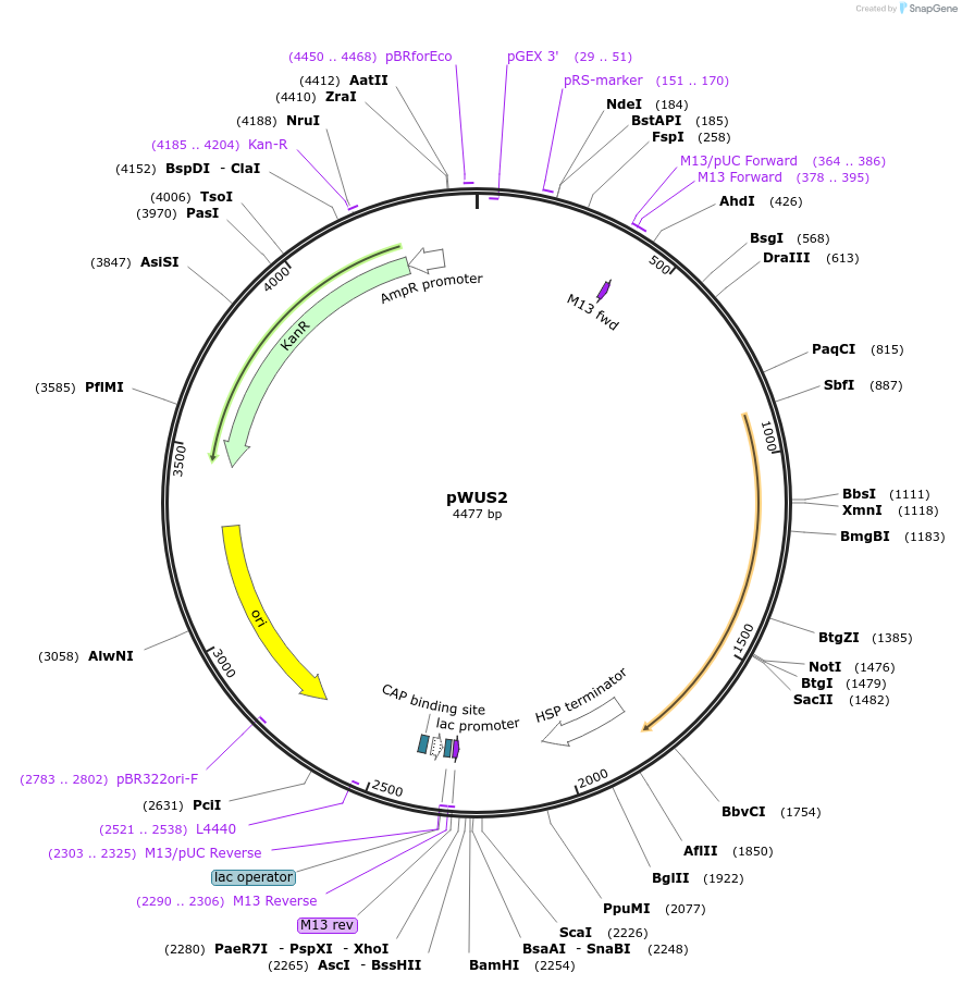 243676-plasmid-map-sequence-id-491677