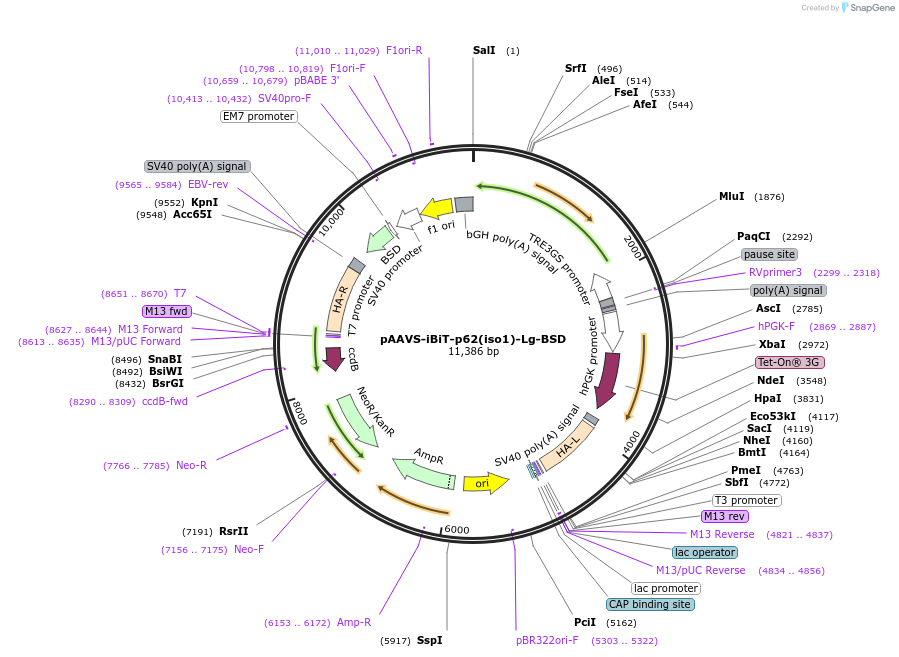 245347-plasmid-map-sequence-id-491680