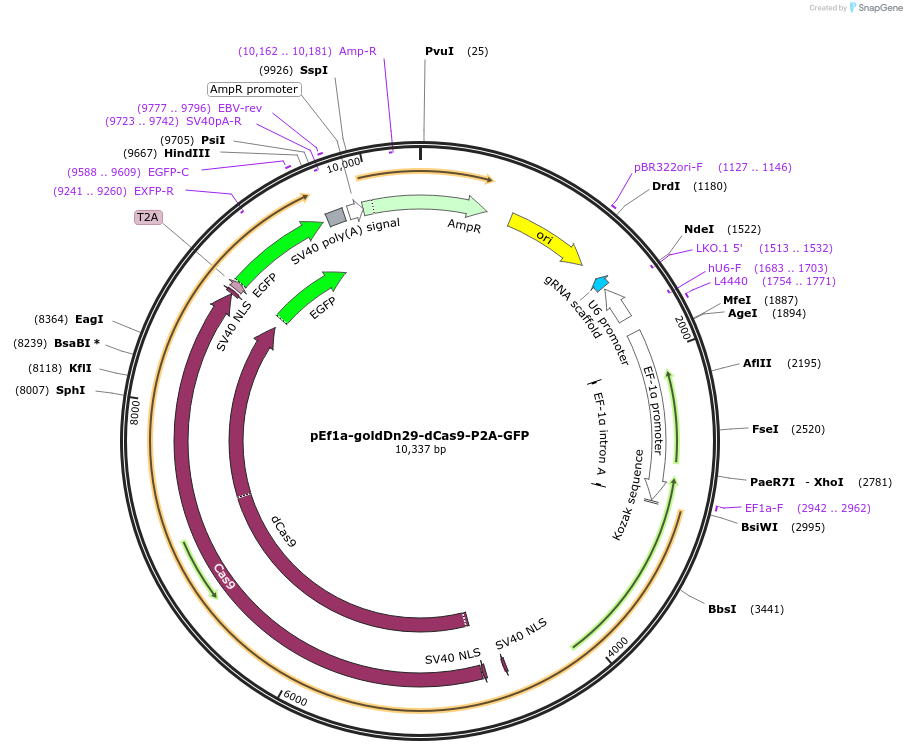 247157-plasmid-map-sequence-id-491683