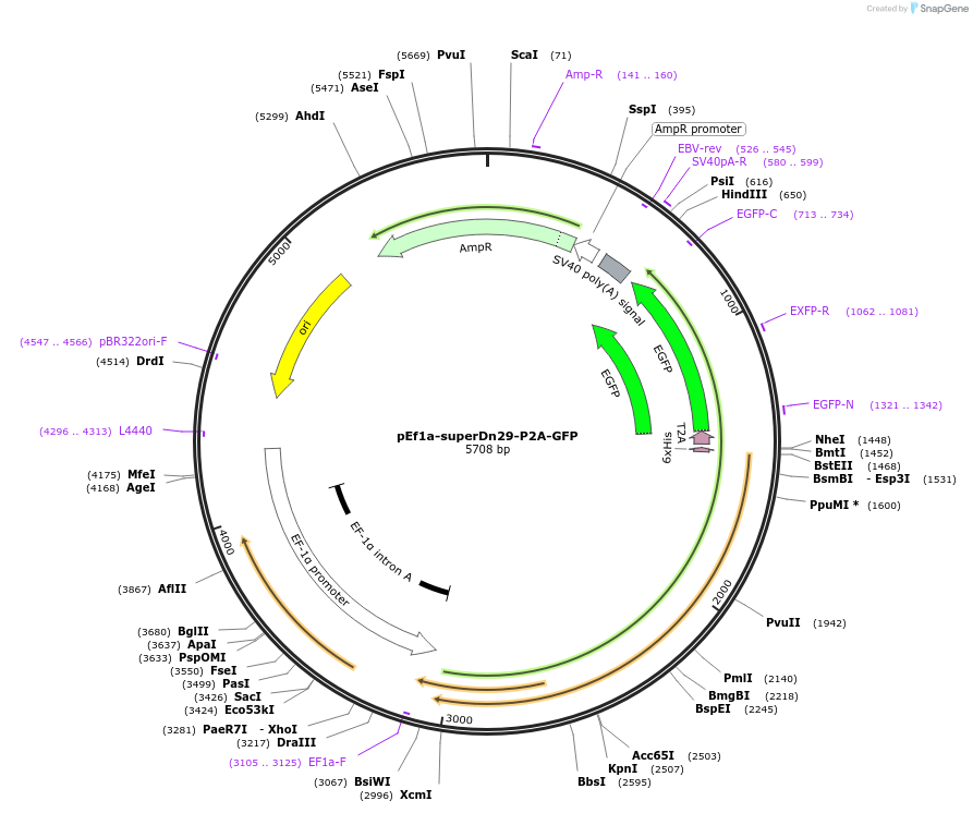 247152-plasmid-map-sequence-id-491685