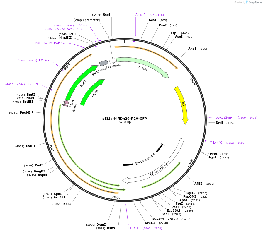 247154-plasmid-map-sequence-id-491687