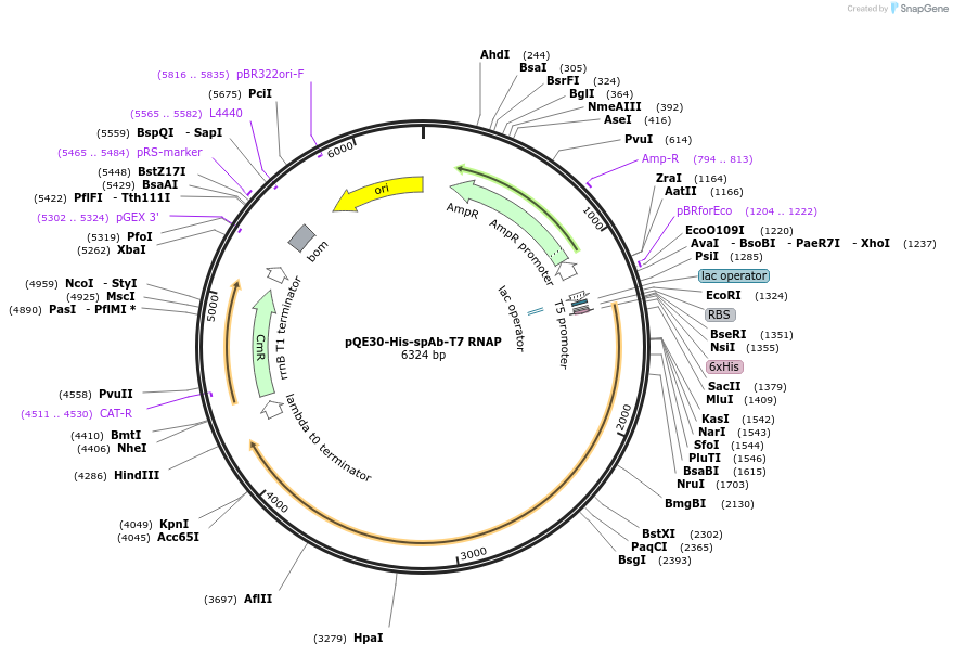 247369-plasmid-map-sequence-id-491693