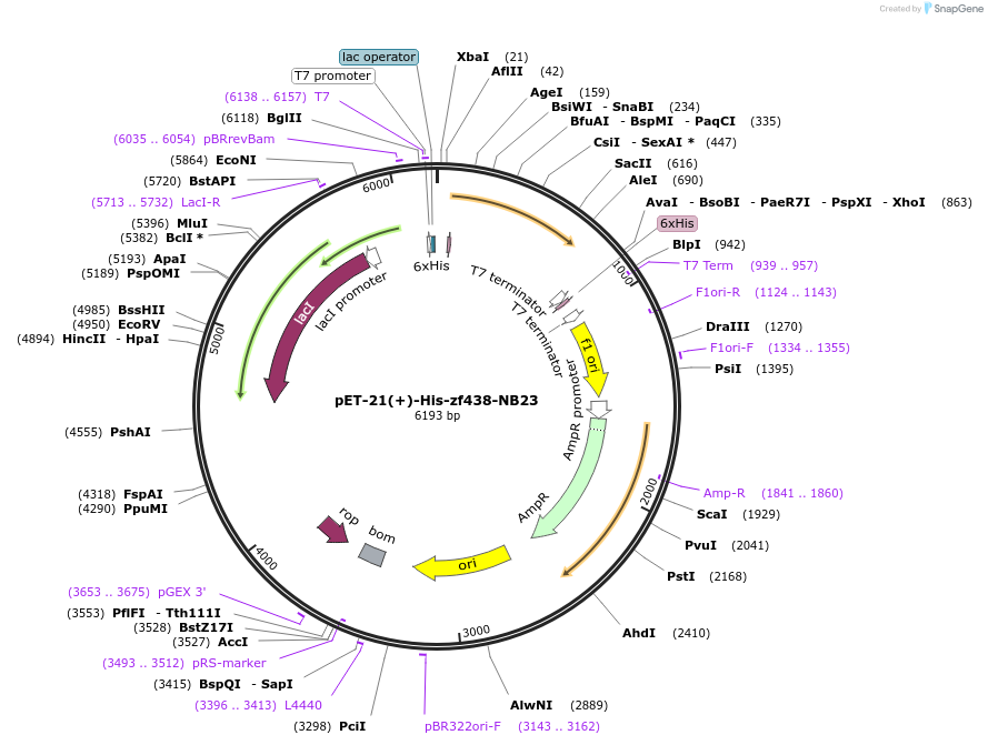 247372-plasmid-map-sequence-id-491694