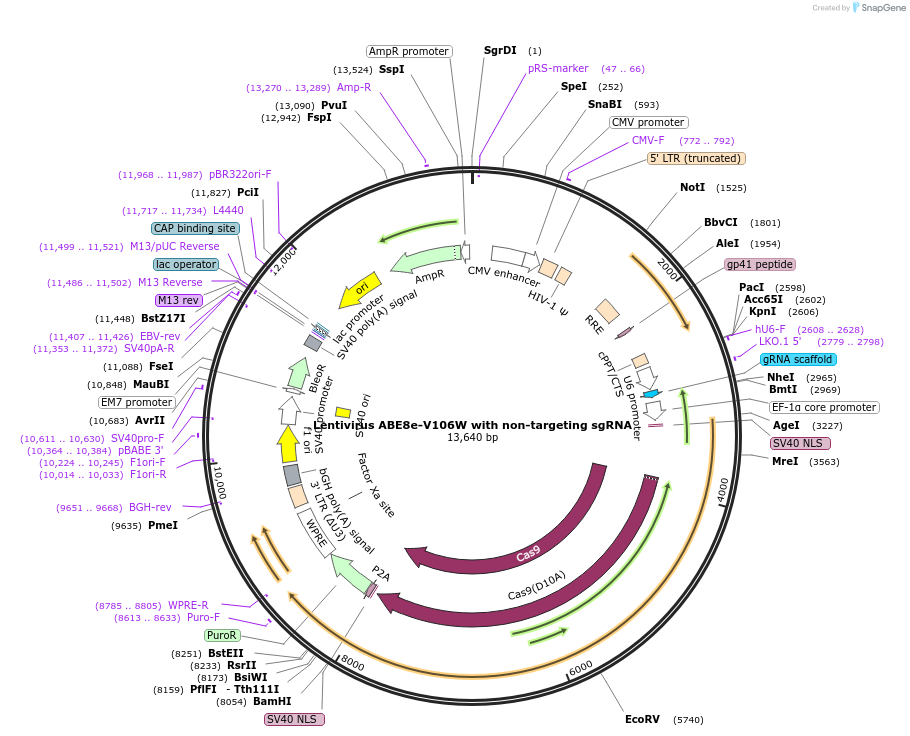 247668-plasmid-map-sequence-id-491696