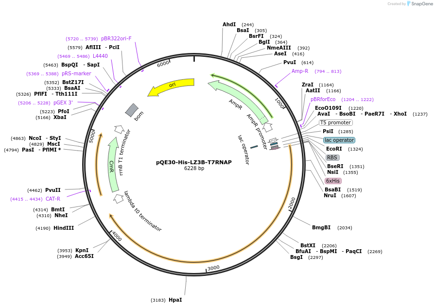 247367-plasmid-map-sequence-id-491697