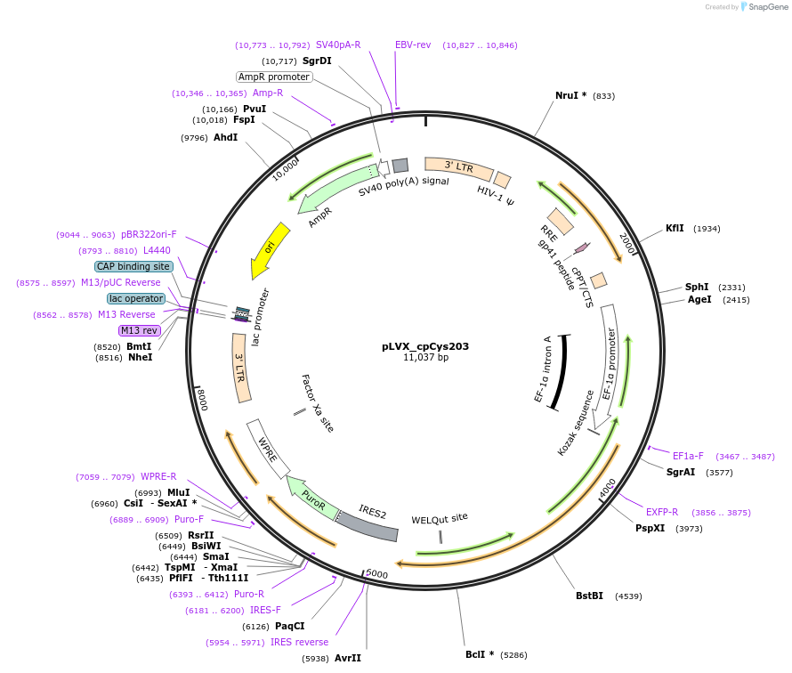 247756-plasmid-map-sequence-id-491698