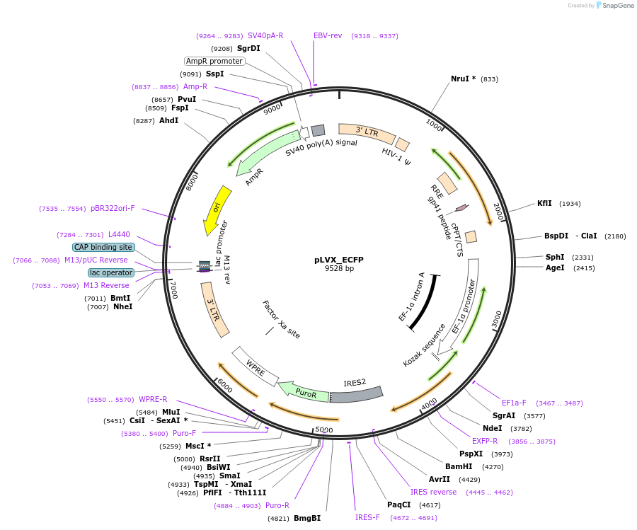 247757-plasmid-map-sequence-id-491699