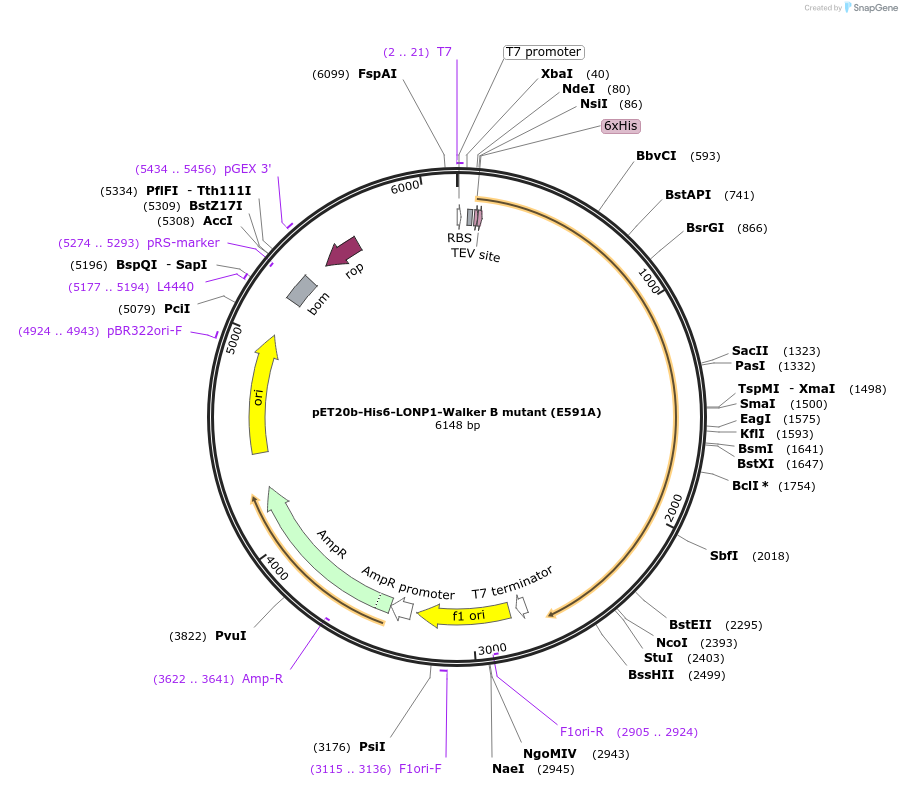247938-plasmid-map-sequence-id-491718