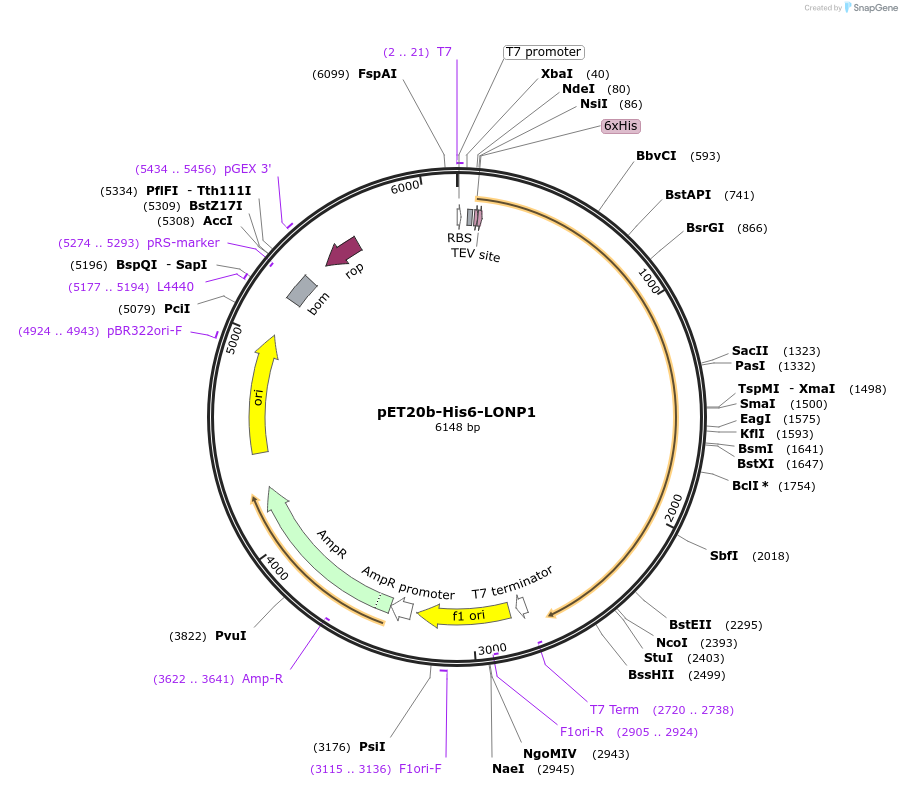 247937-plasmid-map-sequence-id-491719