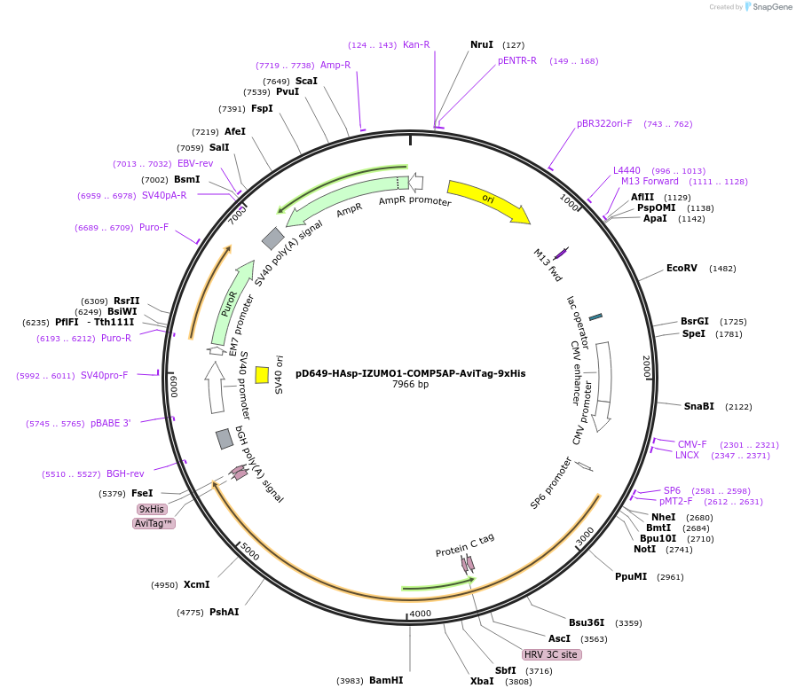 157279-plasmid-map-sequence-id-491726