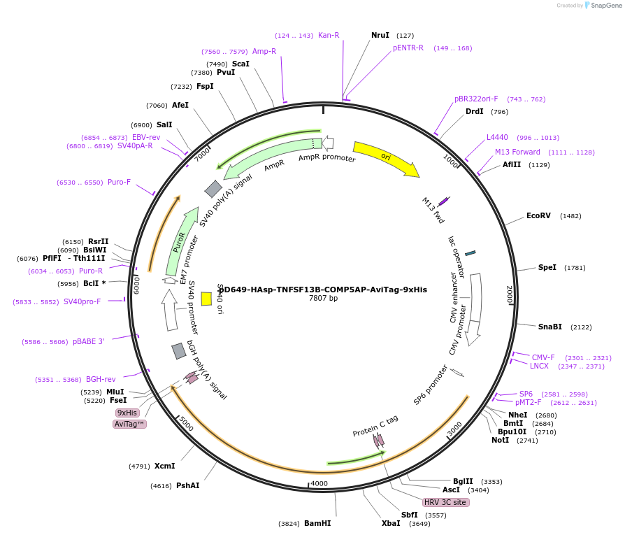 157213-plasmid-map-sequence-id-491727