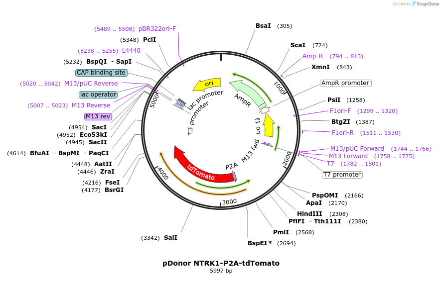246653-plasmid-map-sequence-id-491733