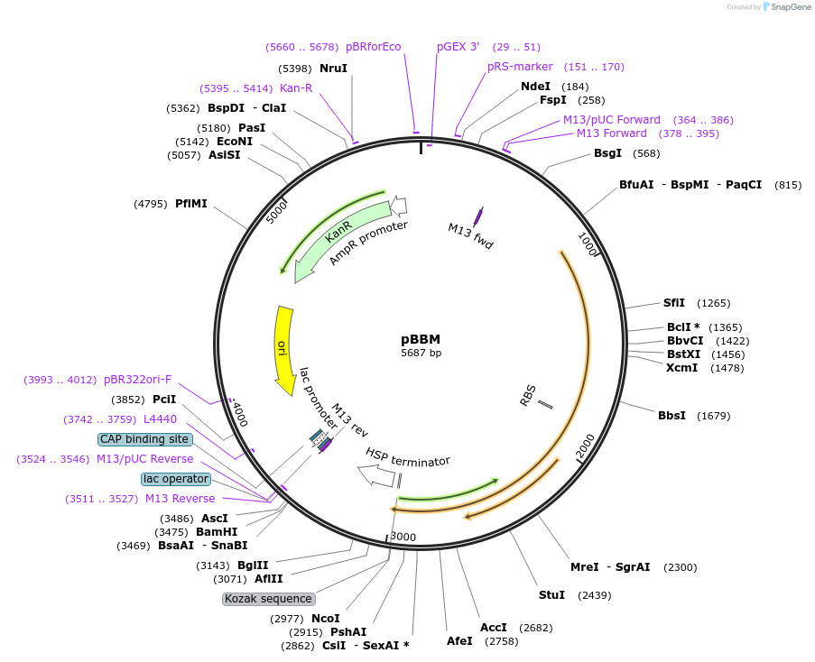 243675-plasmid-map-sequence-id-491734