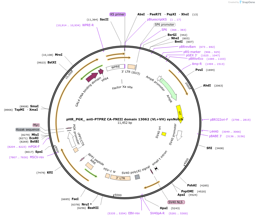 247521-plasmid-map-sequence-id-491735