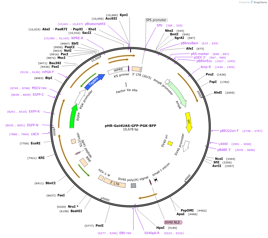 247506-plasmid-map-sequence-id-491750