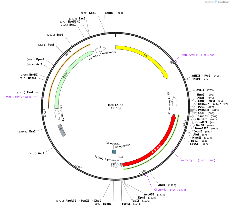 244464-plasmid-map-sequence-id-491759