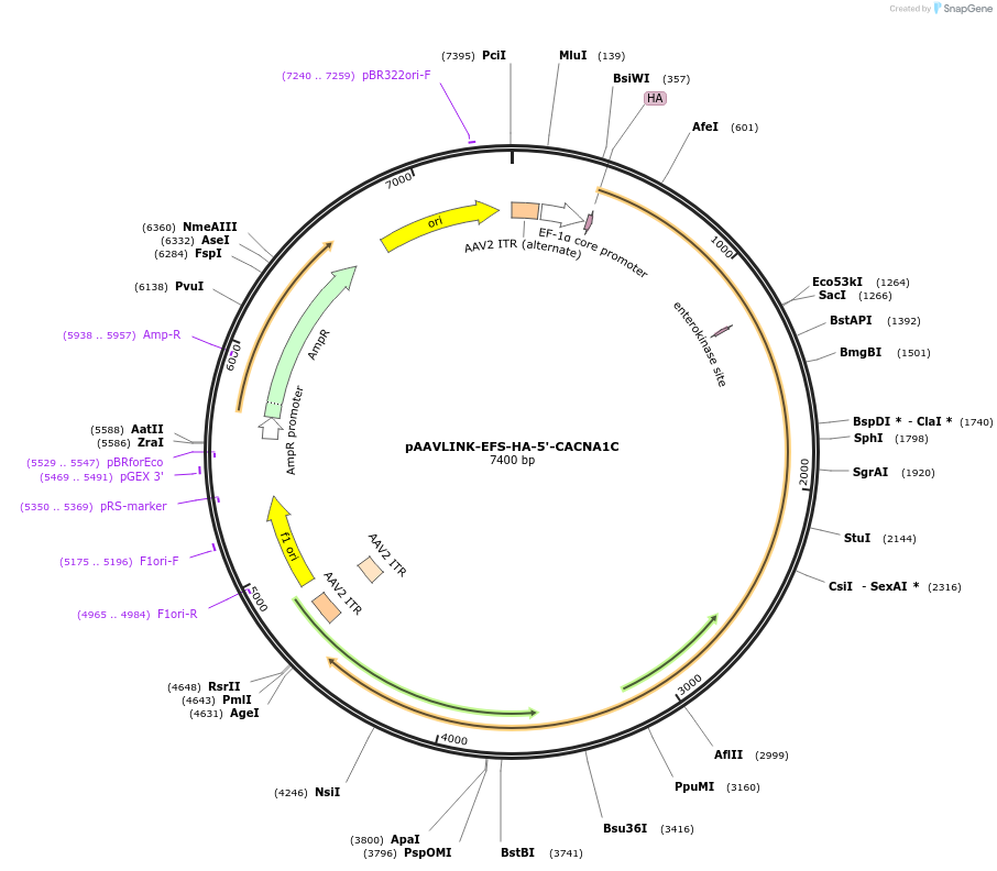 244296-plasmid-map-sequence-id-491760