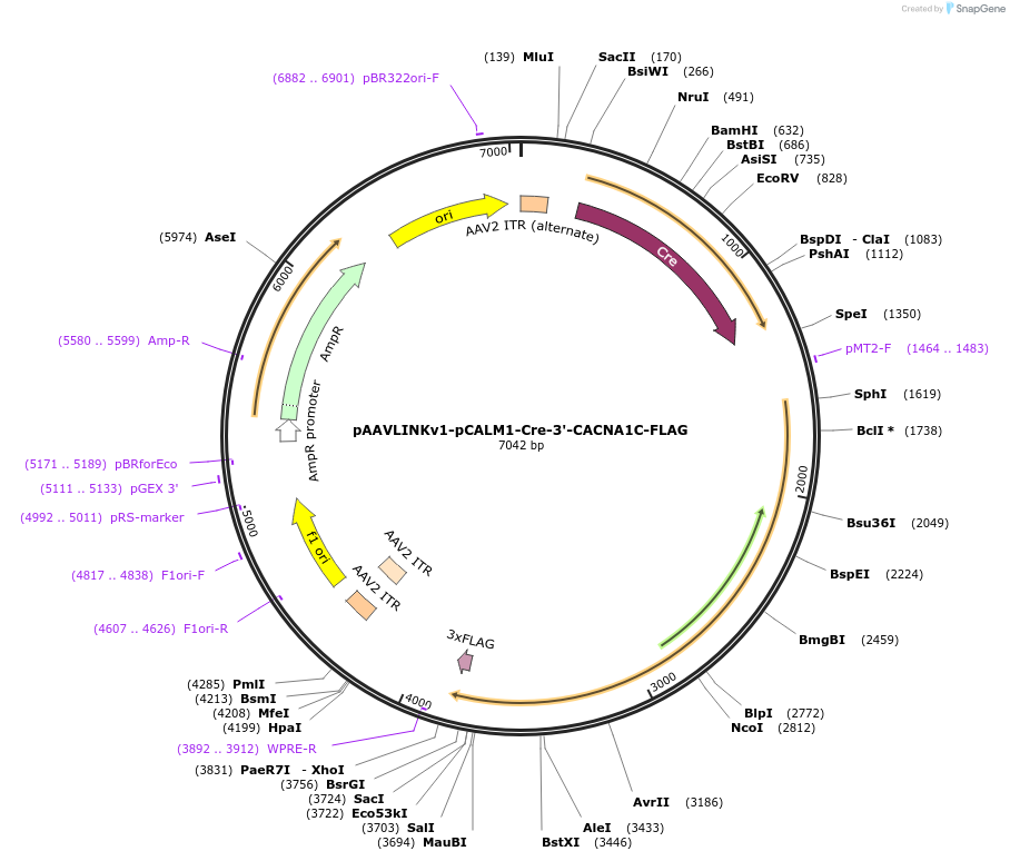 244297-plasmid-map-sequence-id-491762