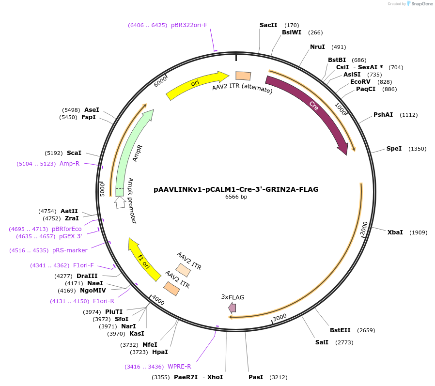 244301-plasmid-map-sequence-id-491772