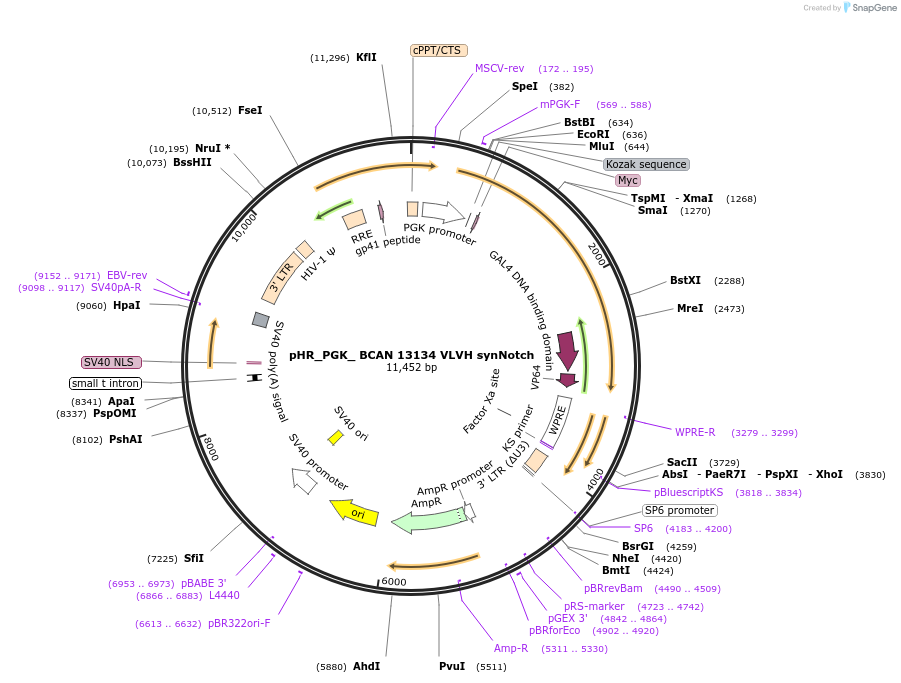 247570-plasmid-map-sequence-id-491773
