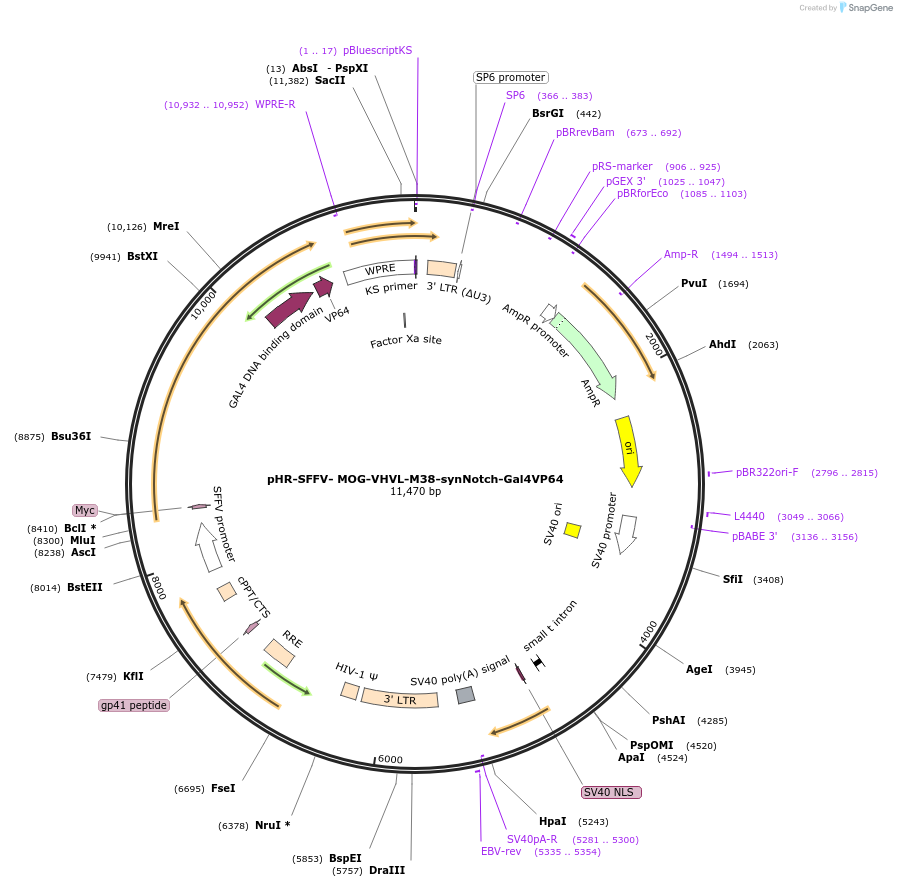 247501-plasmid-map-sequence-id-491775