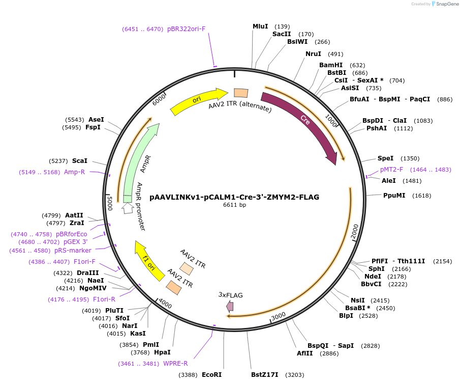 244305-plasmid-map-sequence-id-491776