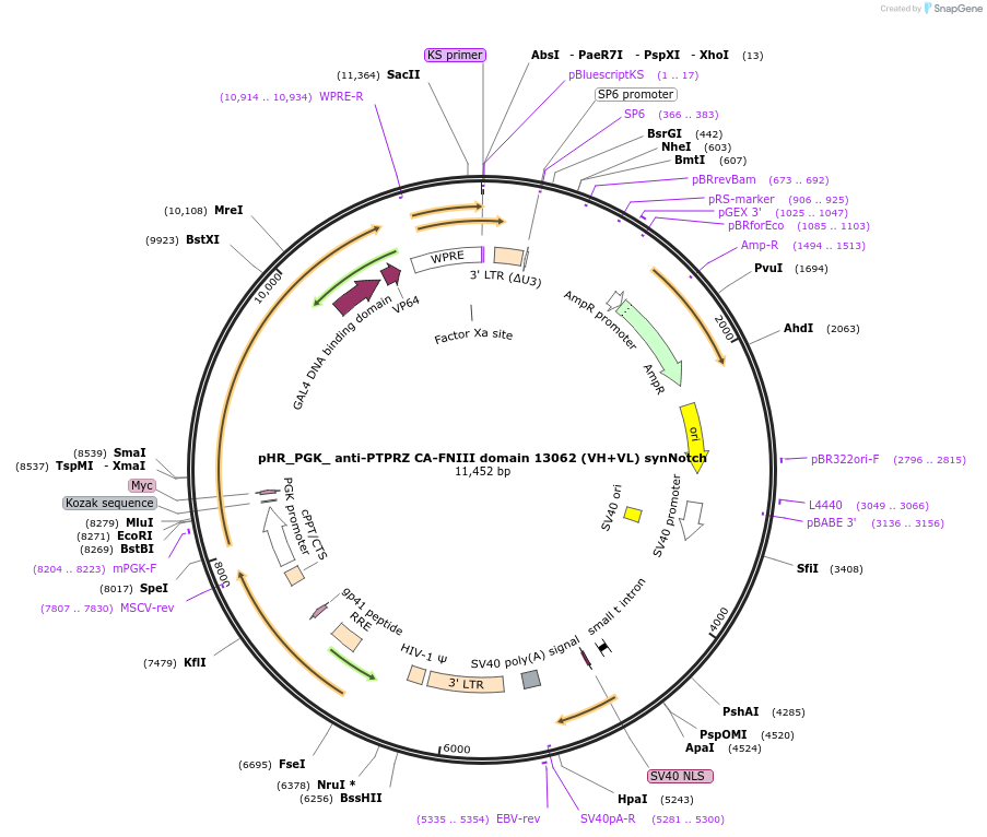 247522-plasmid-map-sequence-id-491777