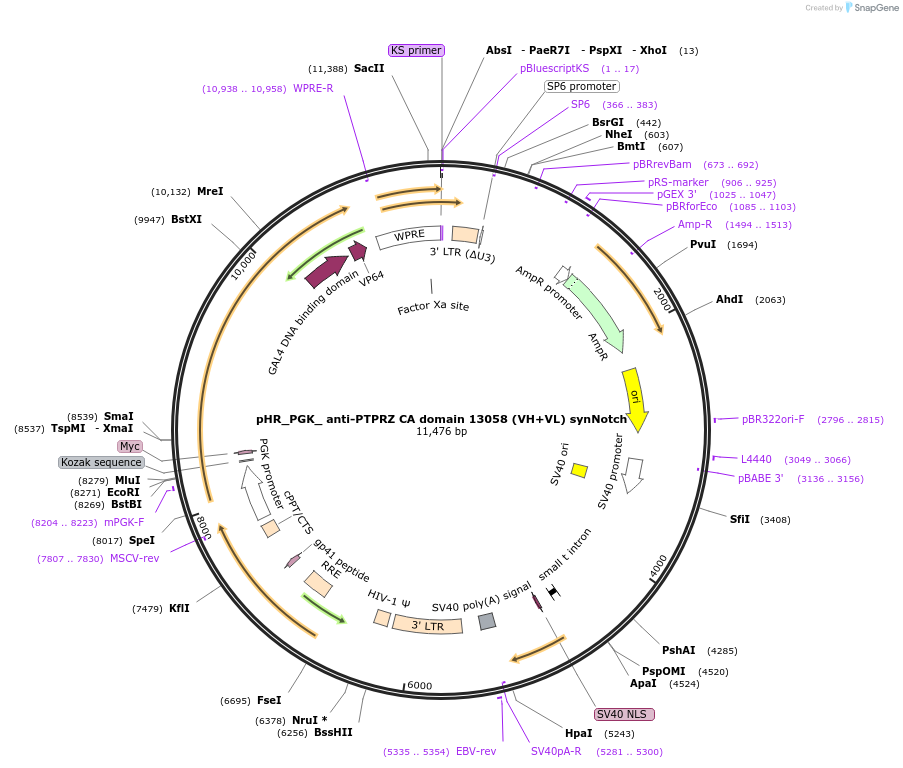 247518-plasmid-map-sequence-id-491792
