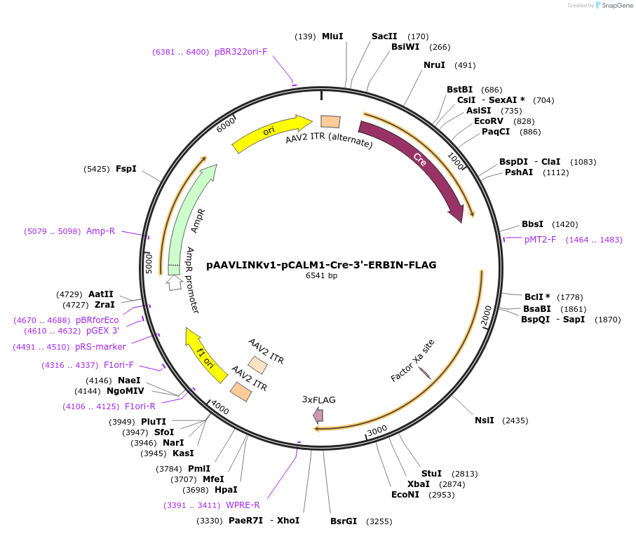 244307-plasmid-map-sequence-id-491794