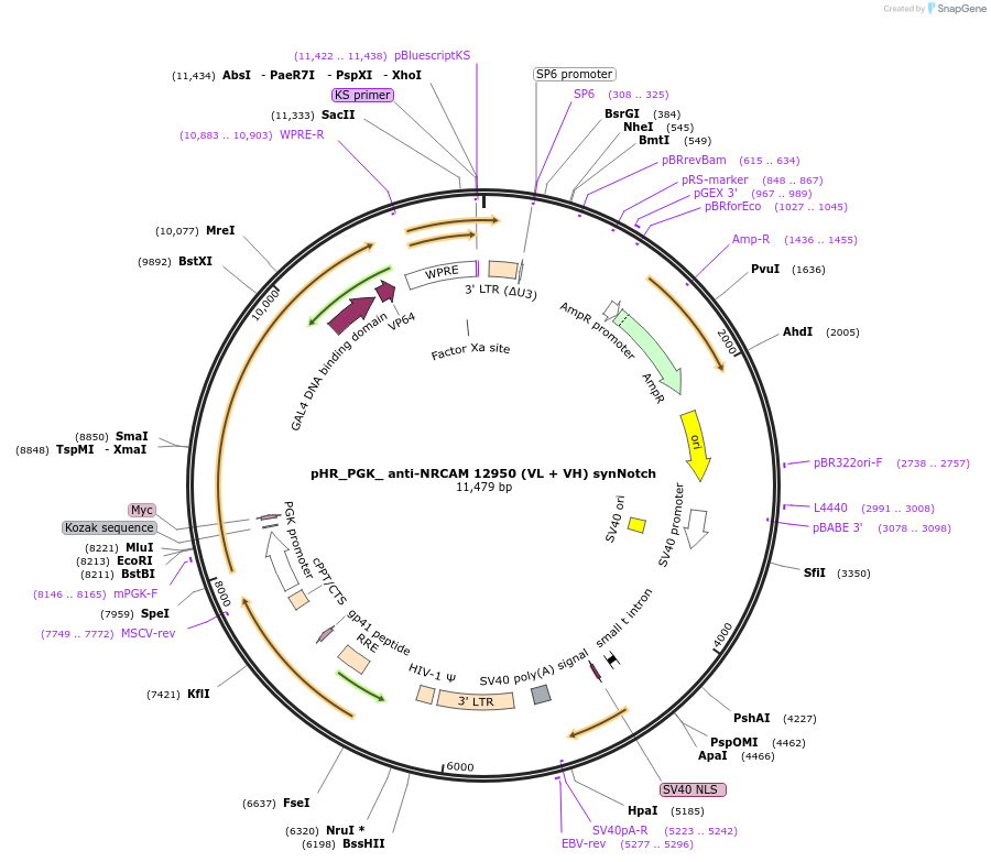 247509-plasmid-map-sequence-id-491855
