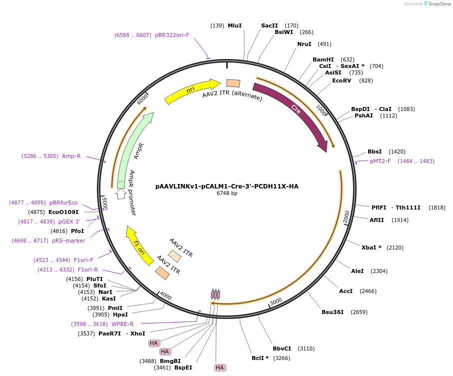 244313-plasmid-map-sequence-id-491861
