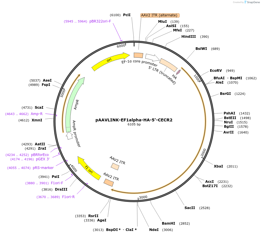 244316-plasmid-map-sequence-id-491864