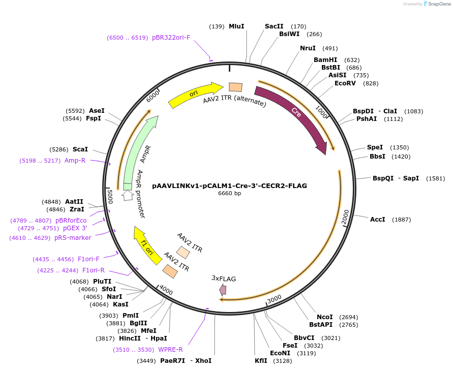 244317-plasmid-map-sequence-id-491865