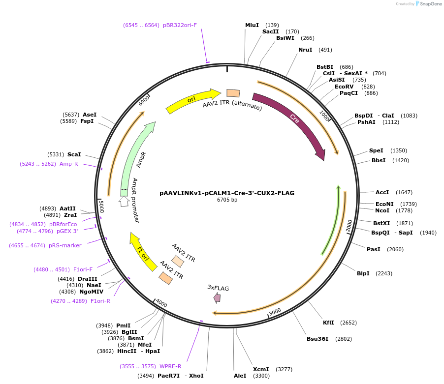244319-plasmid-map-sequence-id-491867