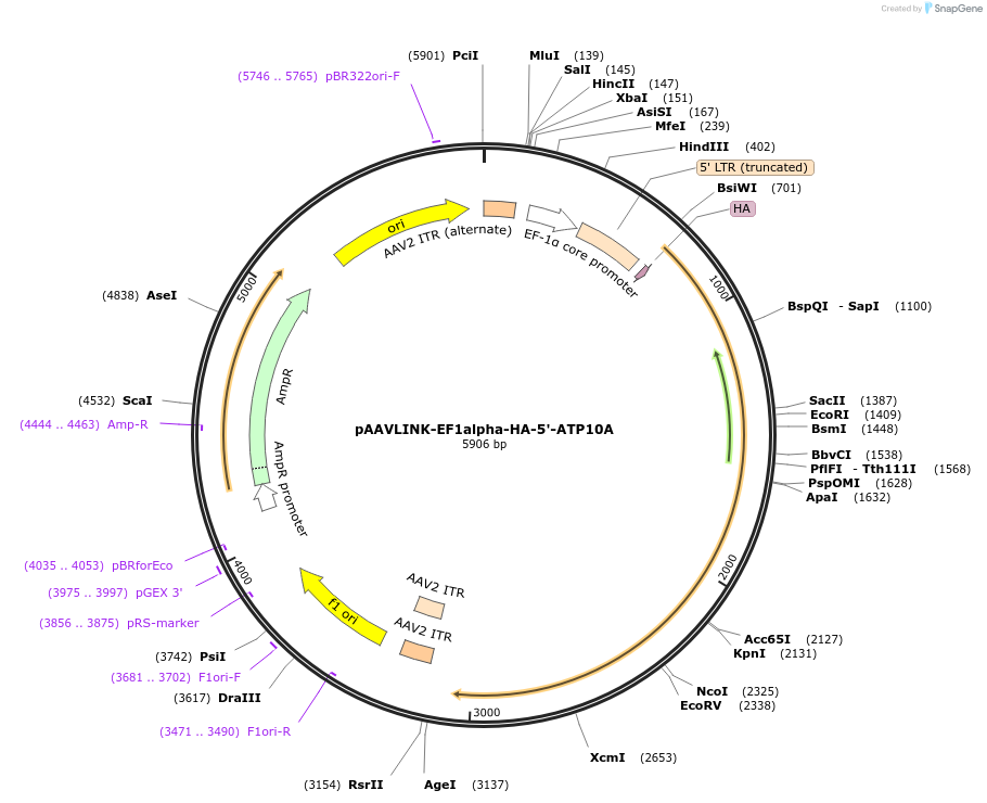 244320-plasmid-map-sequence-id-491868